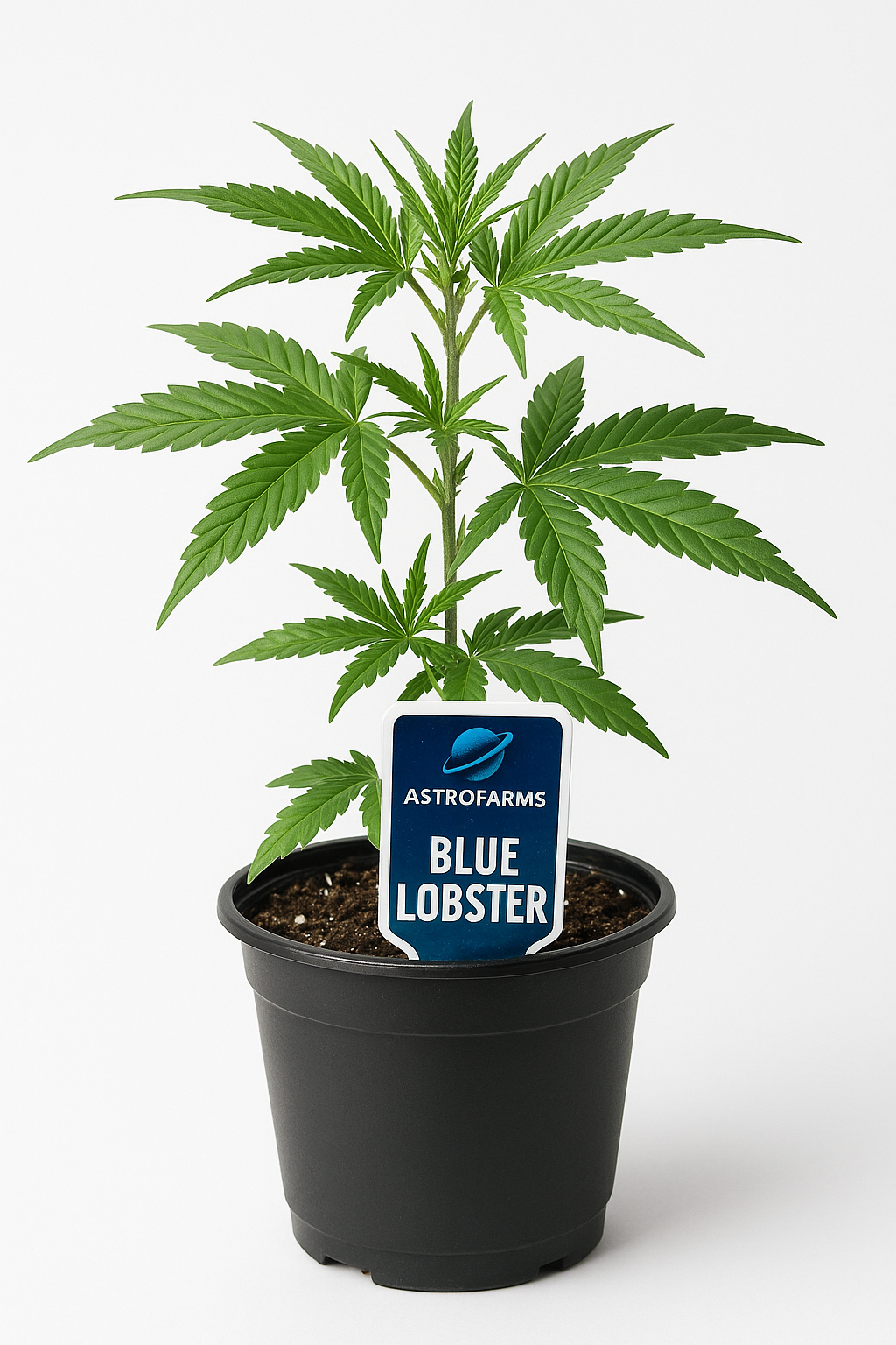 Blue Lobster Clone